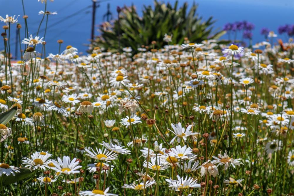Casas Tipicas Candelaria Tabua Ponta do Sol  Εξωτερικό φωτογραφία